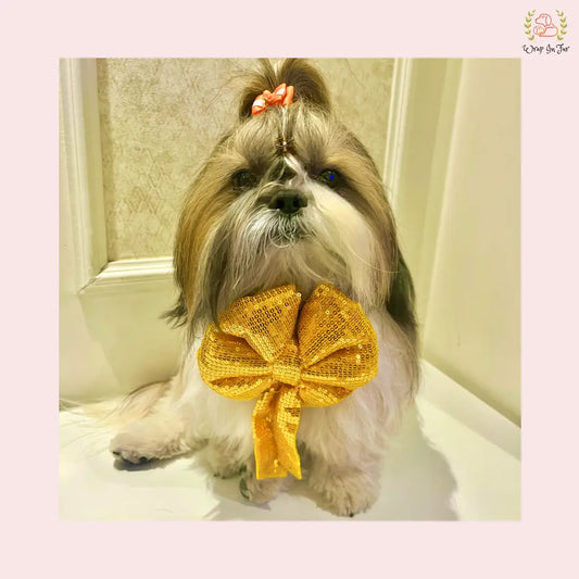 Buy Yellow bling dog bow for pug