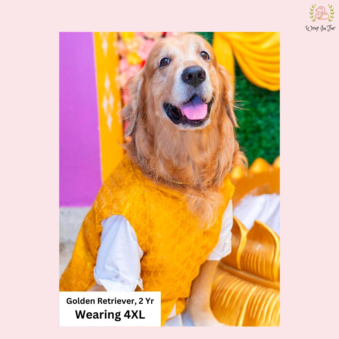 Golden retriever Yellow dog jacket for wedding 