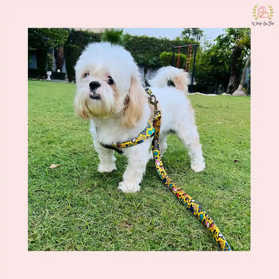 Yellow Fab Dog Harness With Leash