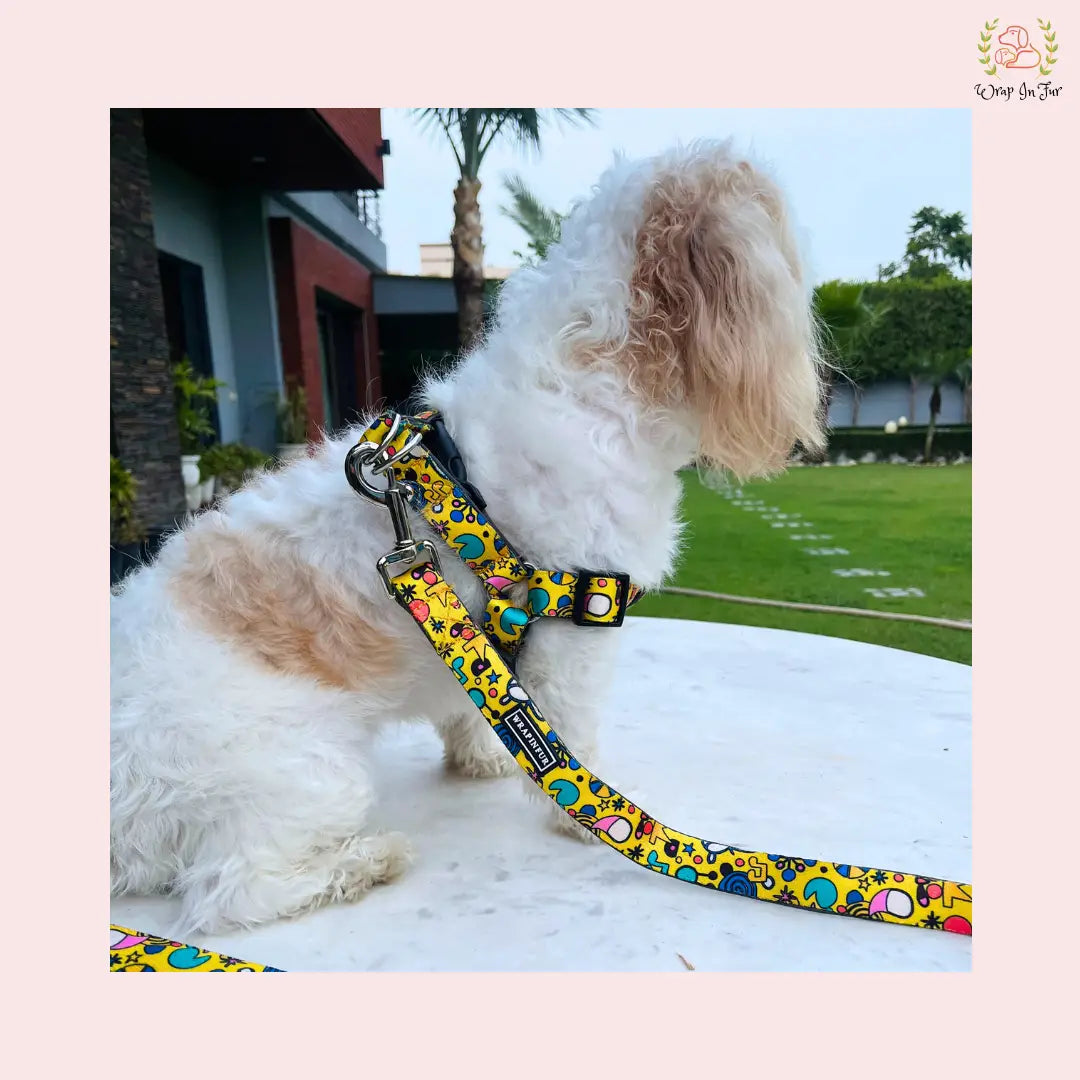 Shop Yellow Fab Dog Harness With Leash in India