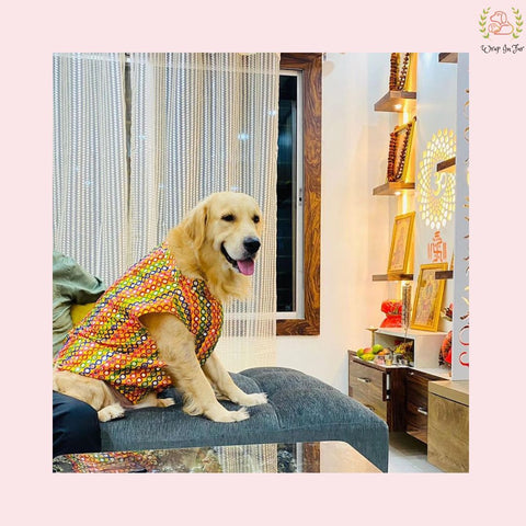 Yellow Multicolor Jacket Sherwani for Dogs