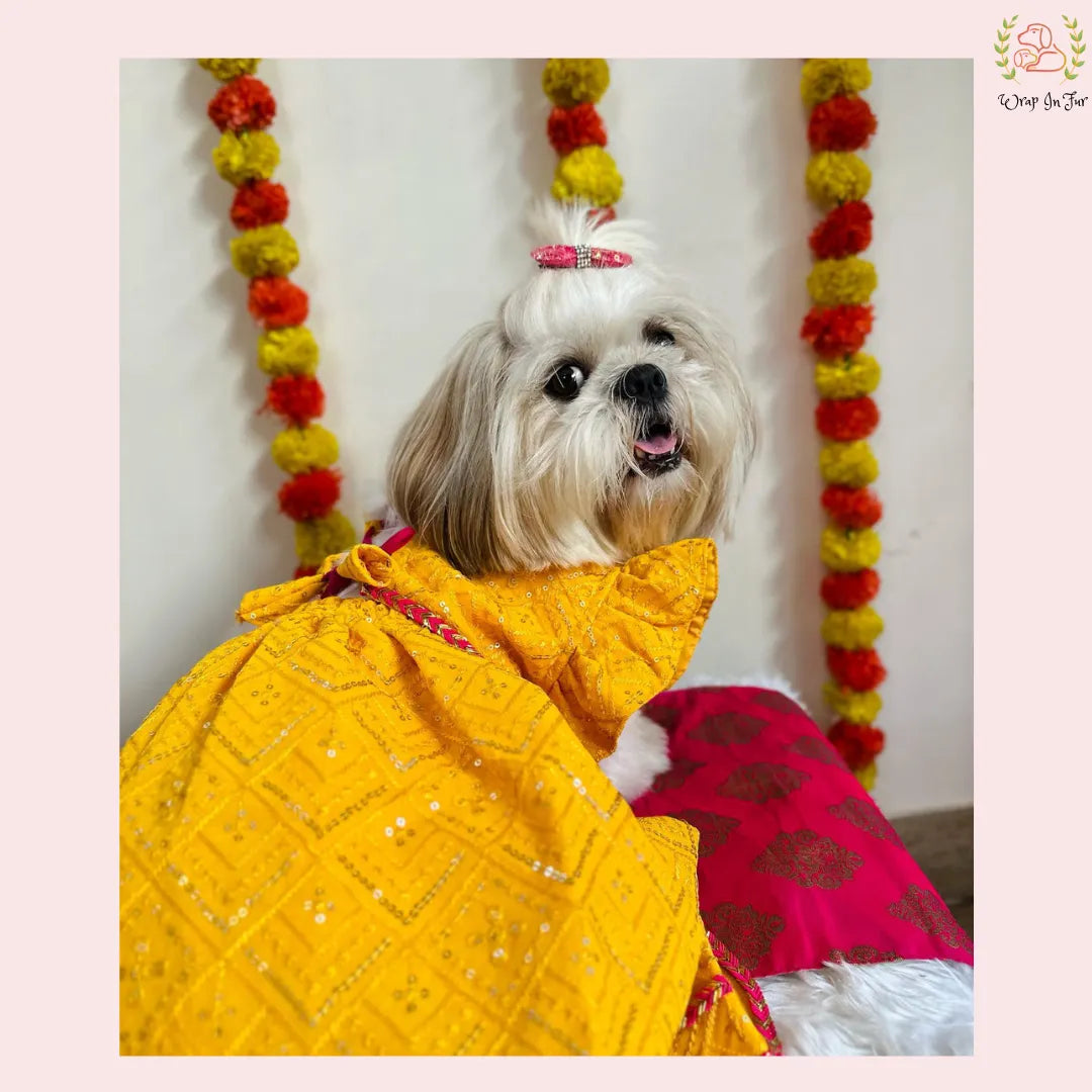 yellow pink dog lehenga for sangeet celebration