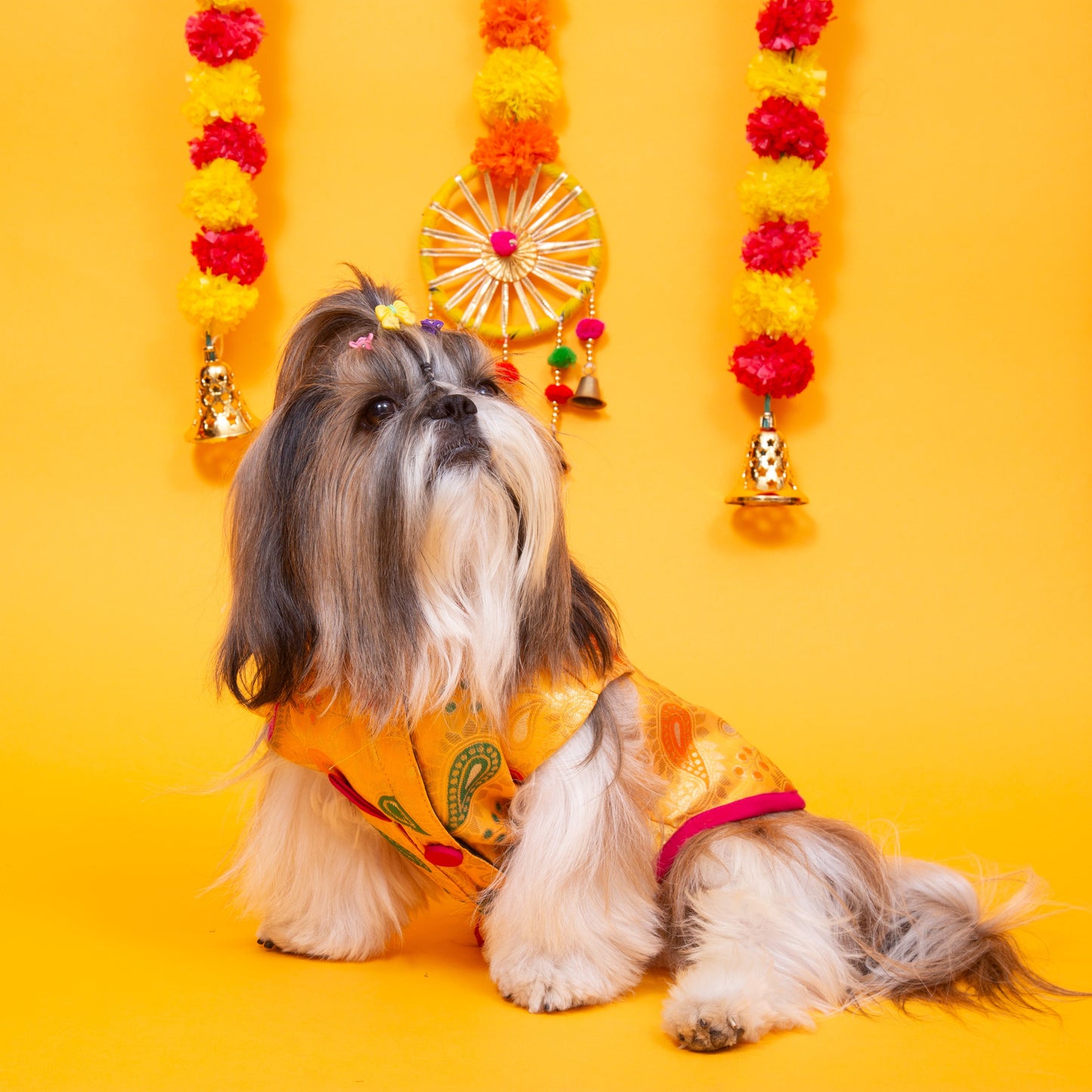 Yellow Dog Sherwani