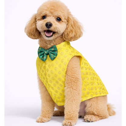 Yellow Dog Sherwani for Wedding | Haldi Ceremony Dog Outfit