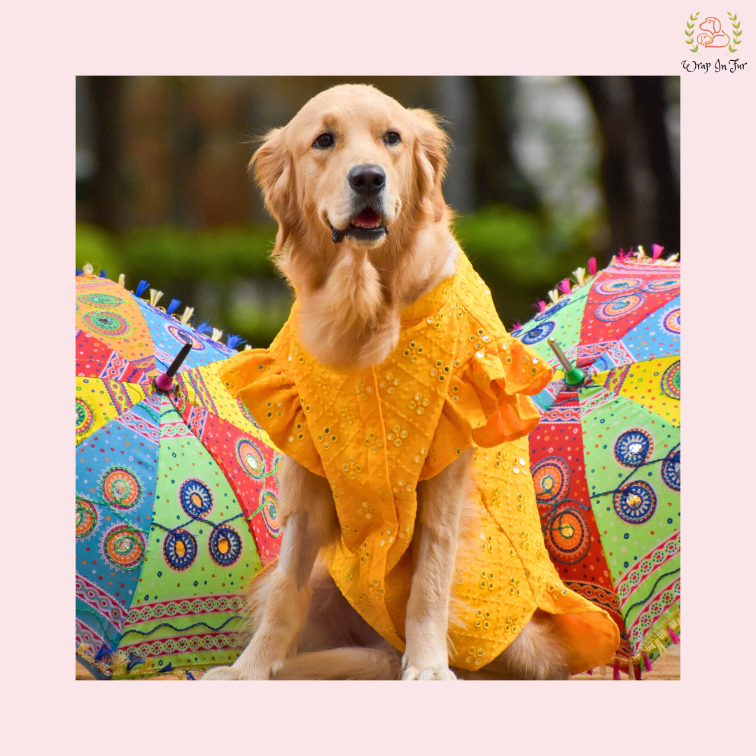 Yellow Mirror Frock Dog Wedding Dress – Designer Bridal Outfit for Pets