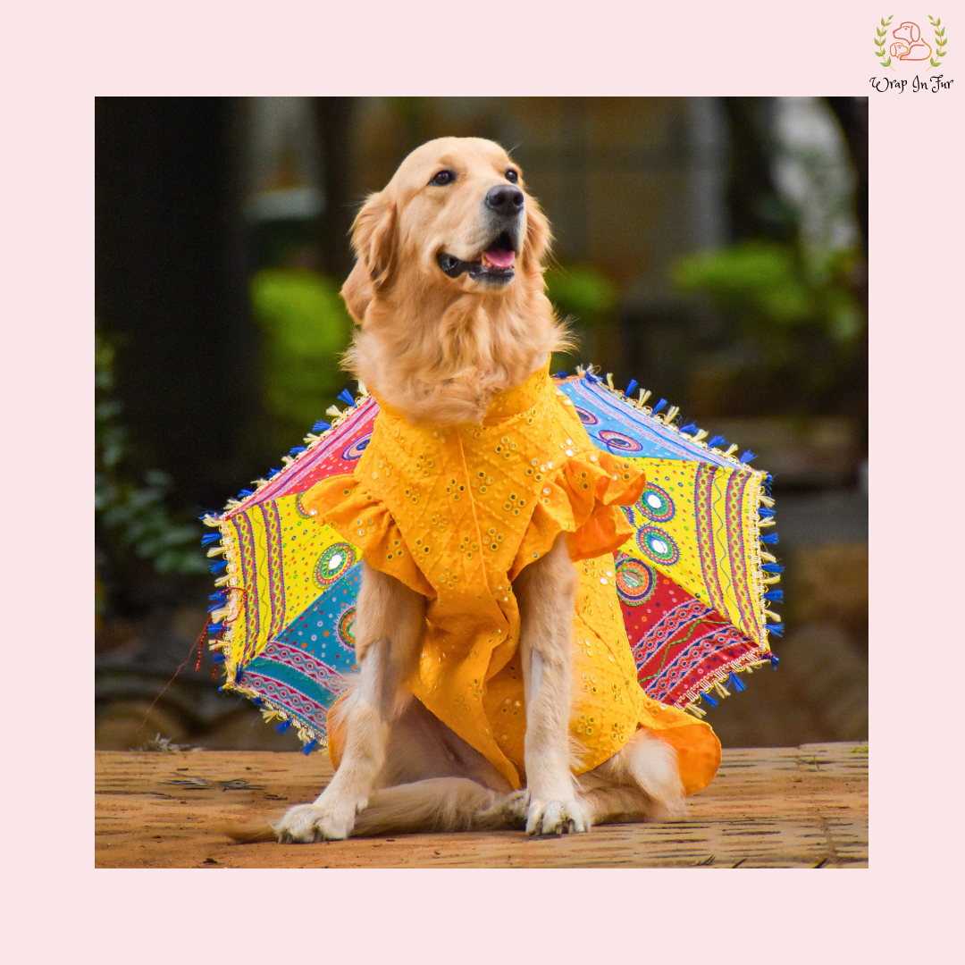 Yellow Mirror Dog Frock Wedding Dress– Designer Bridal Outfit for Pets Yellow Mirror Dog Frock Wedding Dress– Designer Bridal Outfit for Pets
