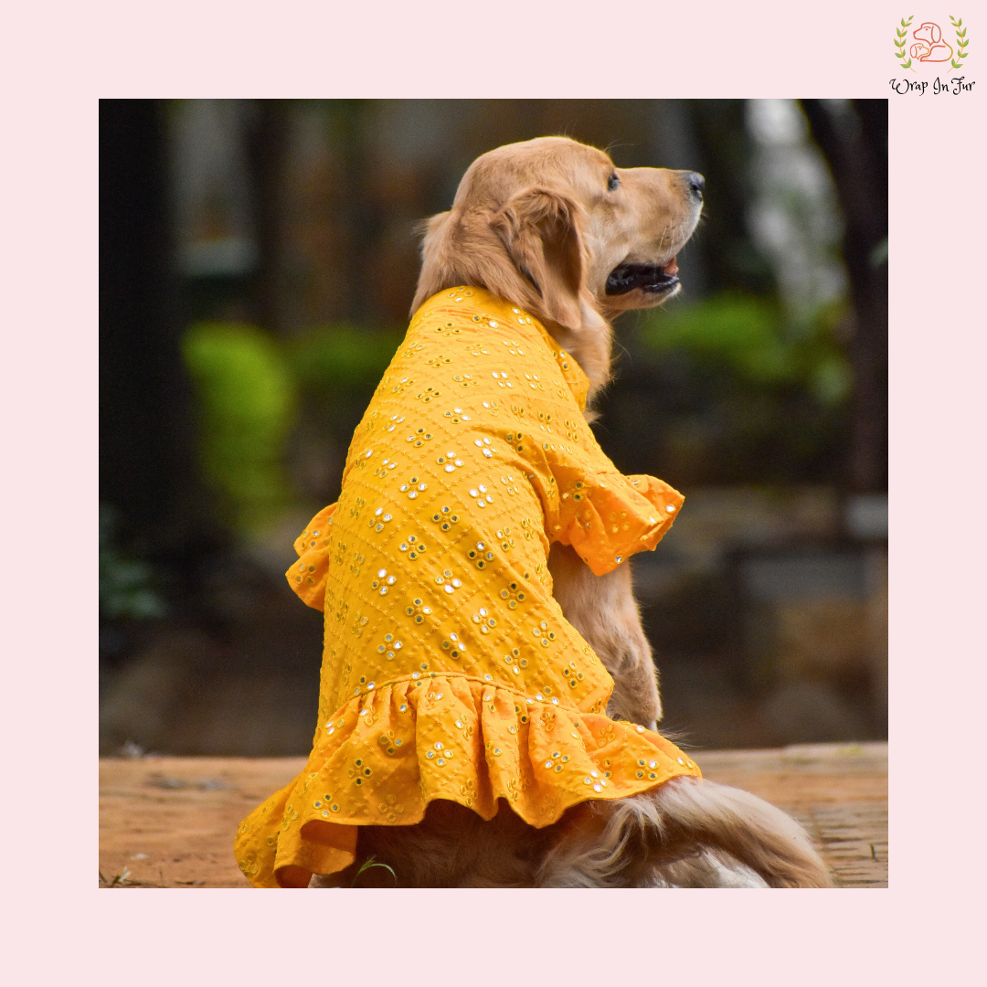 Yellow Mirror Dog Frock Wedding Dress Designer Bridal Outfit for Pets Wrapinfur Yellow Mirror Dog Frock Wedding Dress Designer Bridal Outfit for Pets Wrapinfur