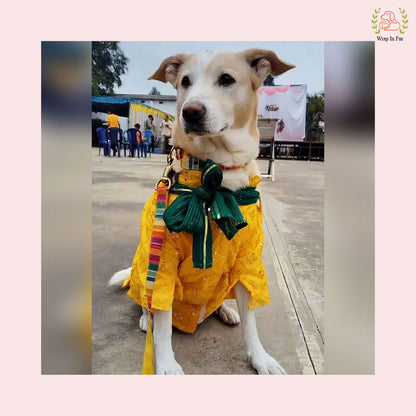 Yellow Mirror Work Dog Kurta with Green Dupatta - Indian Dog Ethnic Wear