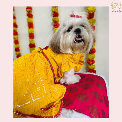 Yellow Pink Dog Lehenga Choli | Dog Wedding Dress Outfit