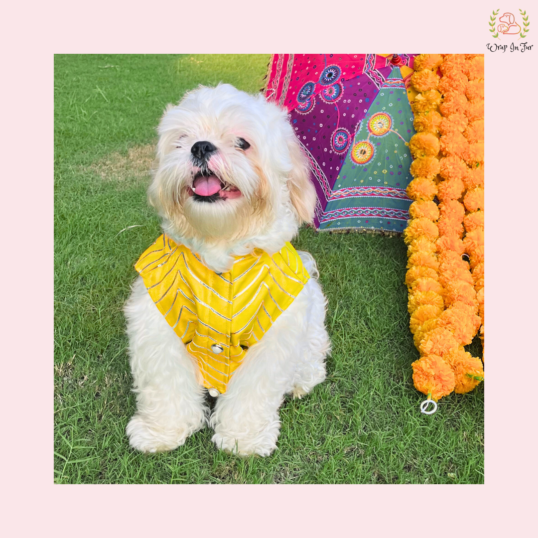 Yellow golden sherwani