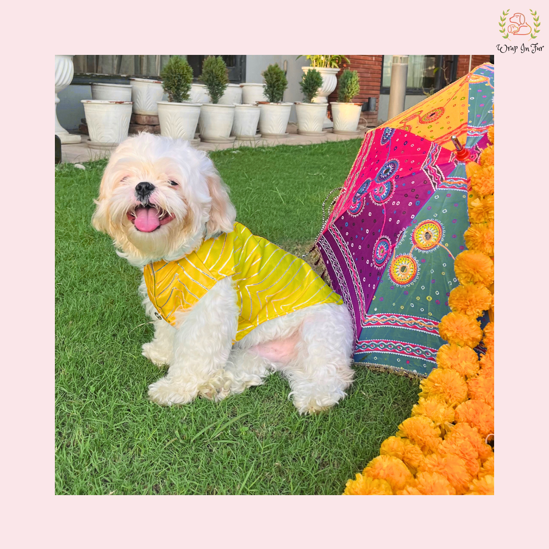 Yellow golden sherwani