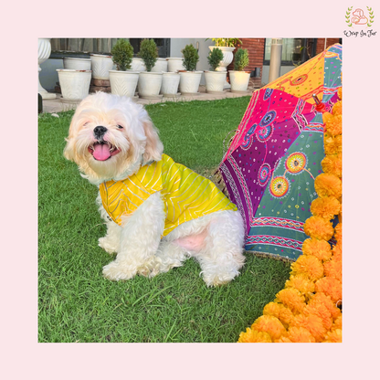 Yellow golden sherwani