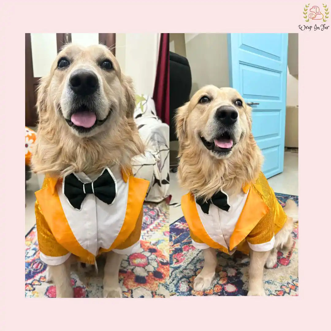 Yellow bling tuxedo for Golden Retriever dog