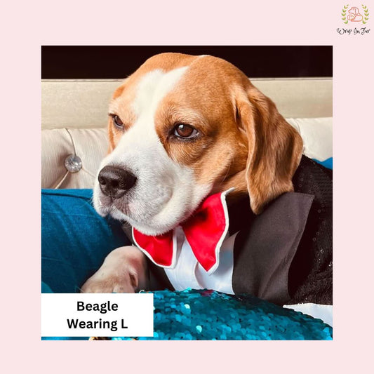 shop beagle dog tuxedo