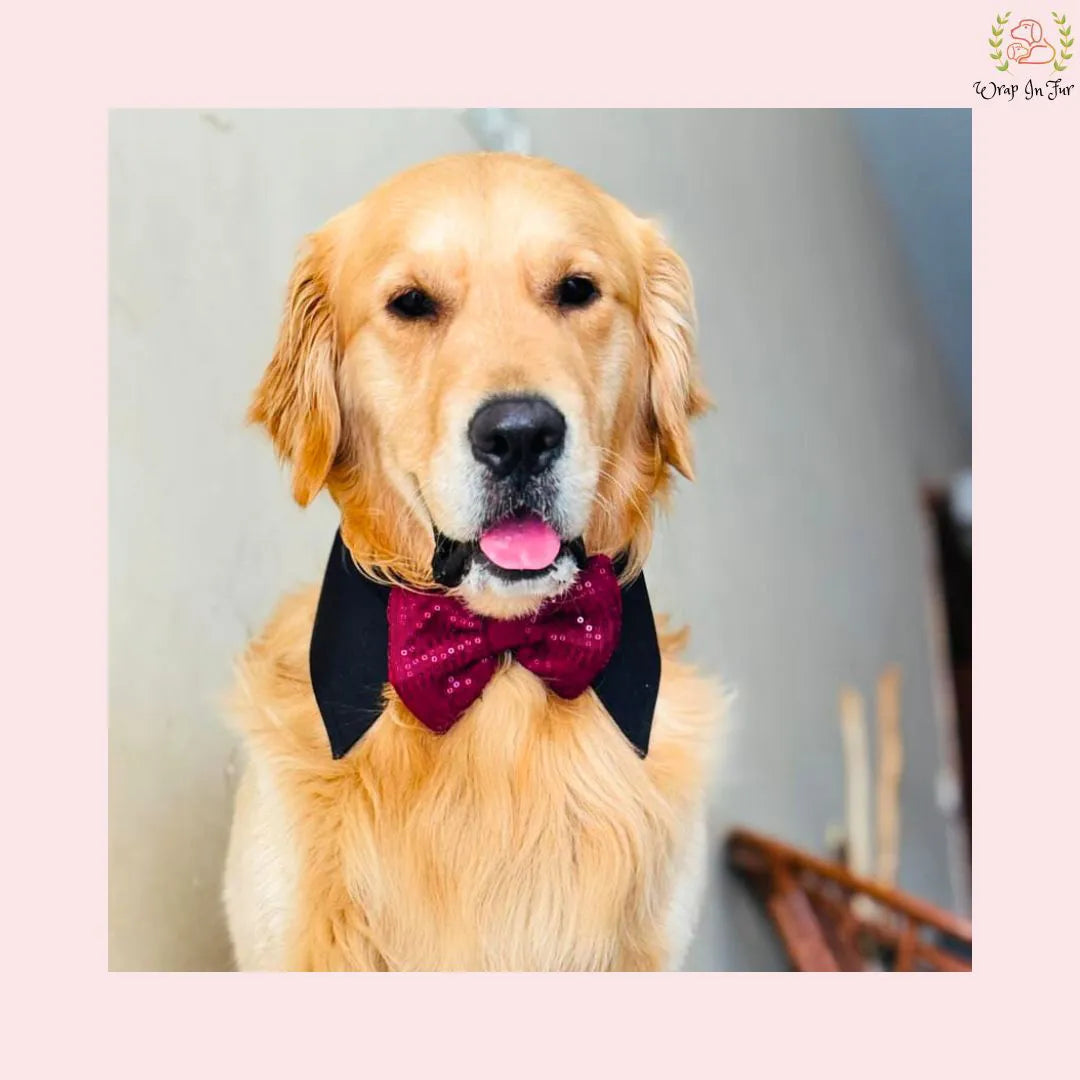 pink bow with black collar for dog