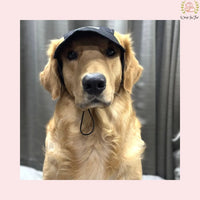 black dog cap labrador