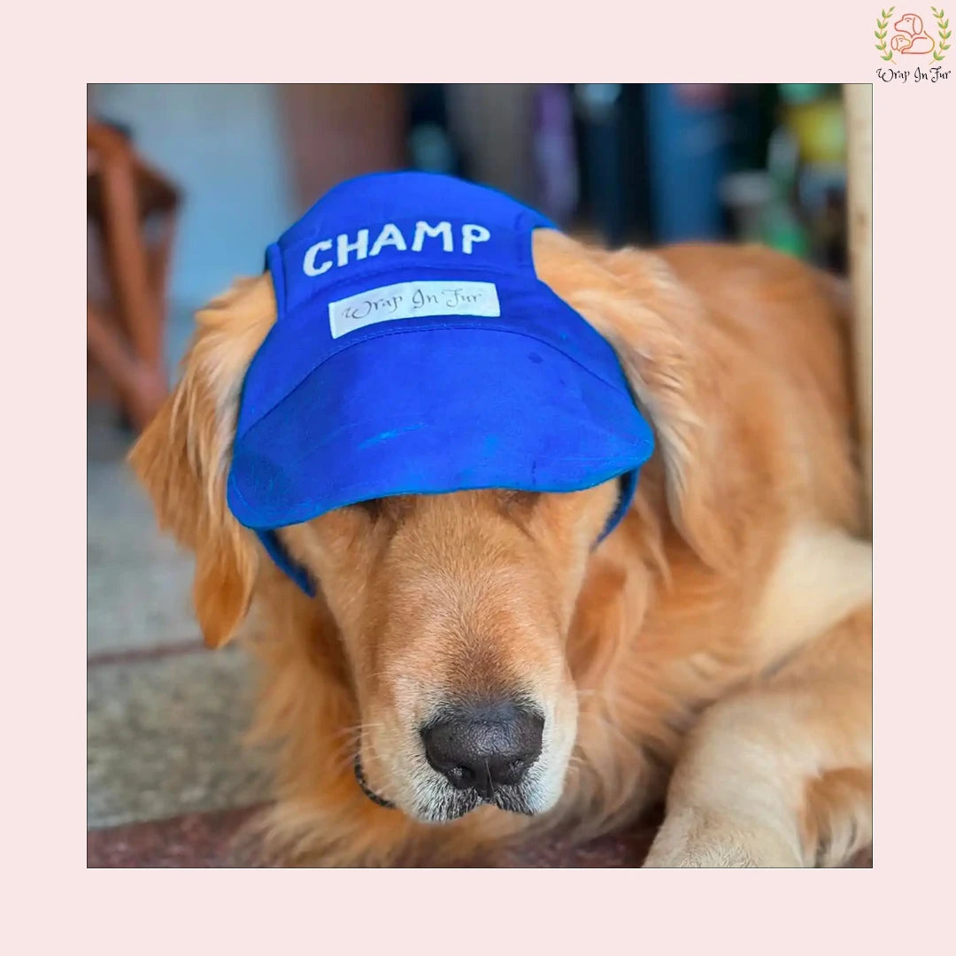 blue personalised dog cap for big dog