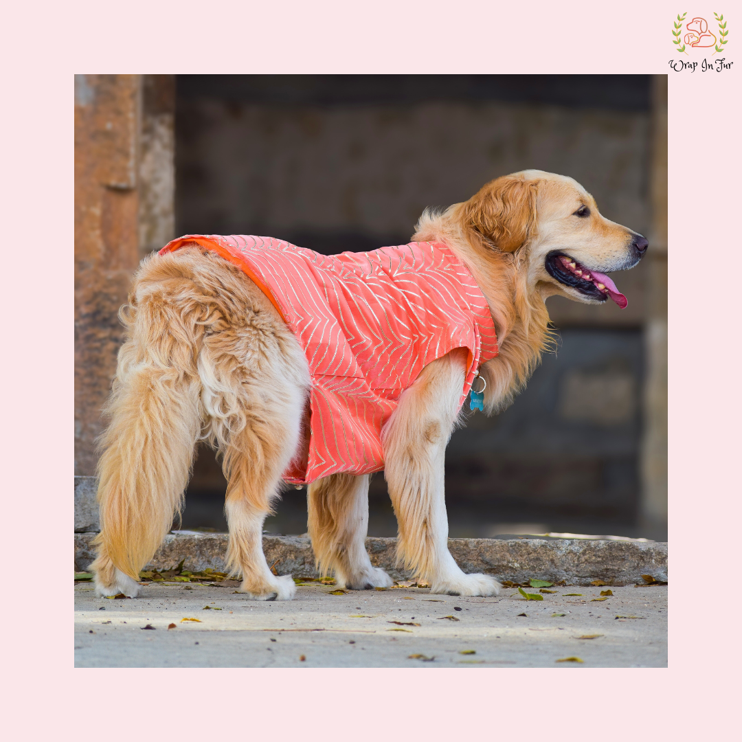 Coral Golden Sherwani