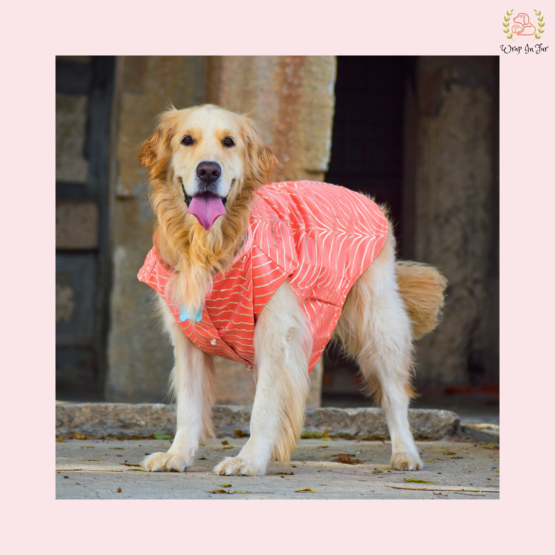 Coral Golden Sherwani
