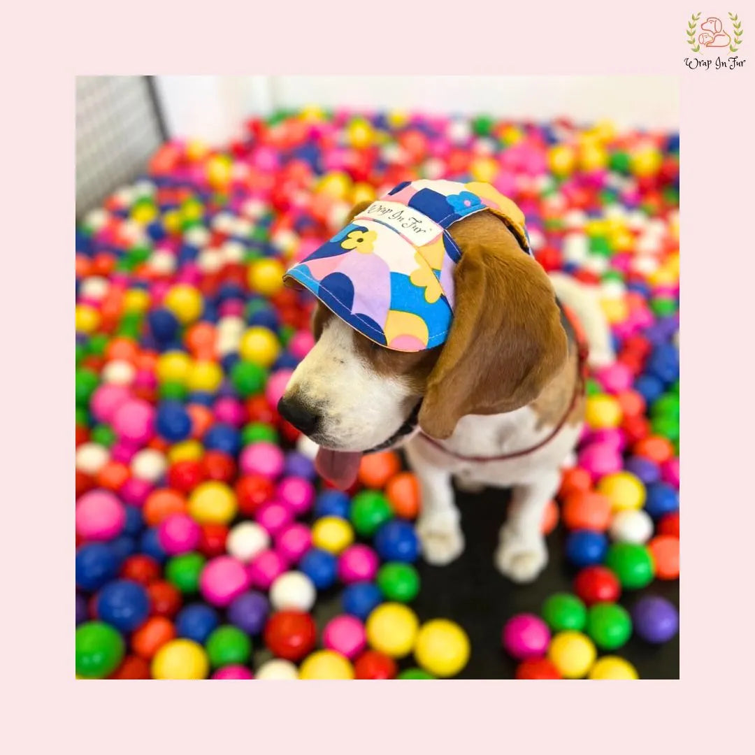 cute cap for dog