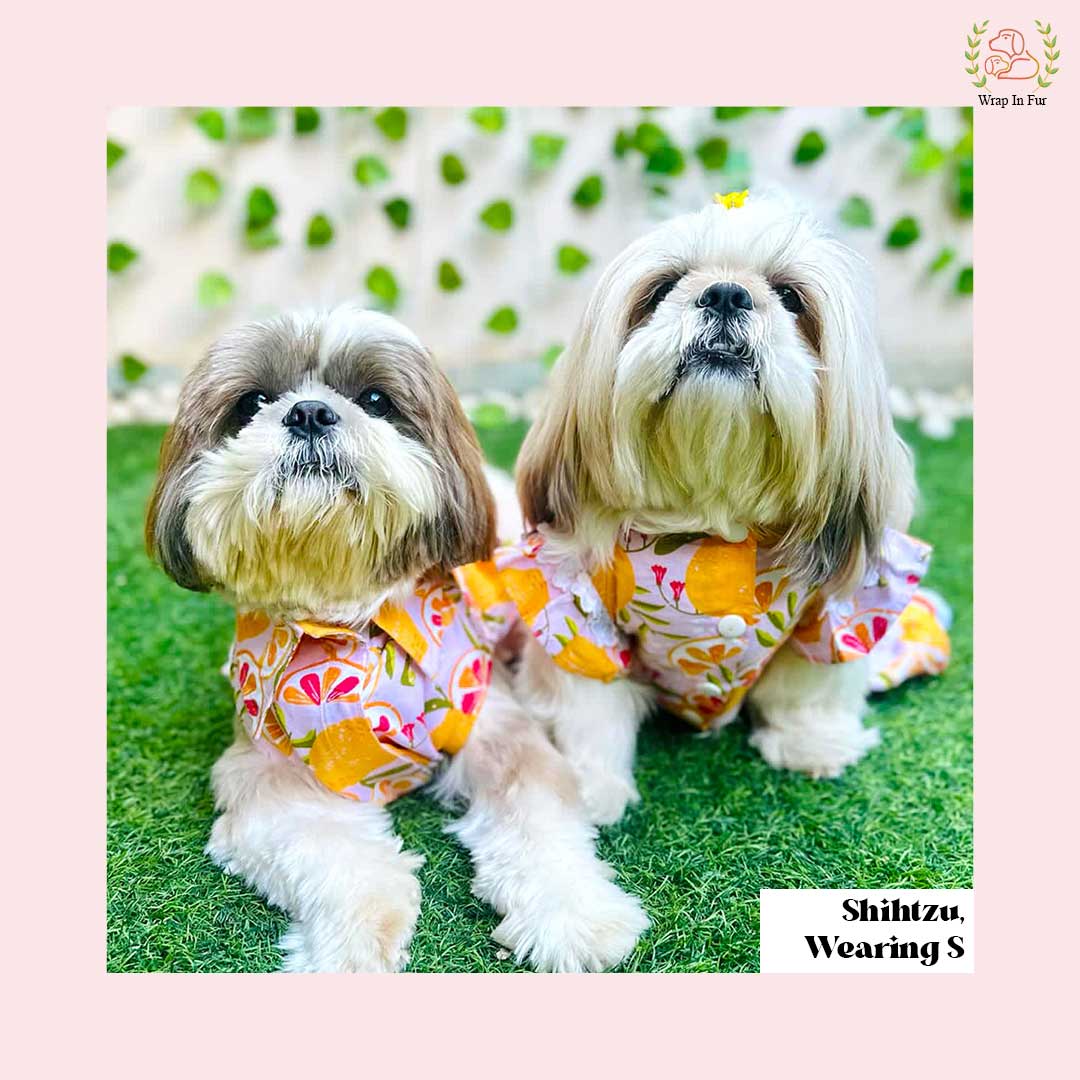 dog frock online