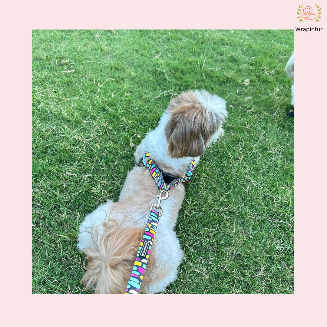 dog harness