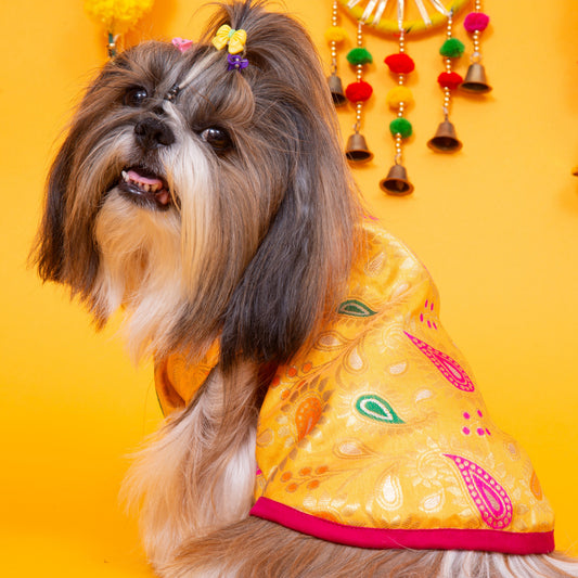 dog sherwani