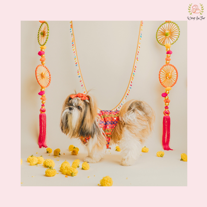 indian clothes dog sherwani