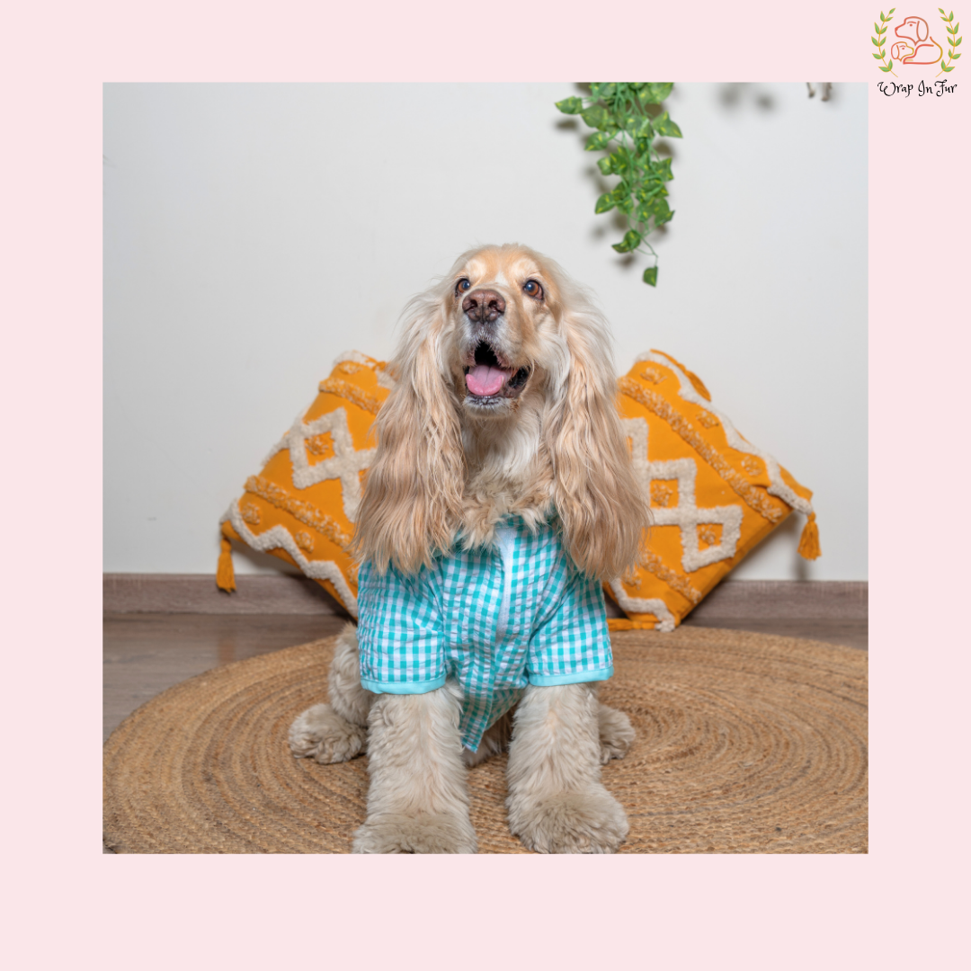 dog shirt outfit