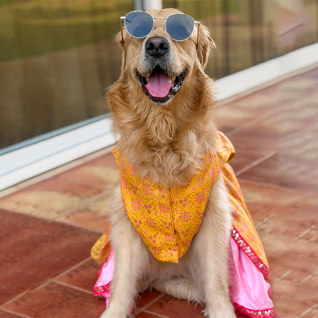 Golden Bloom Dog Princess Dress