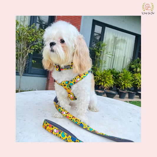 Yellow fab harness with collar leash set for small dog