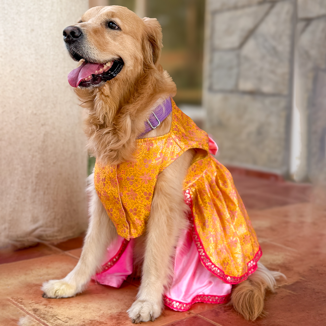 Golden Bloom Dog Princess Dress