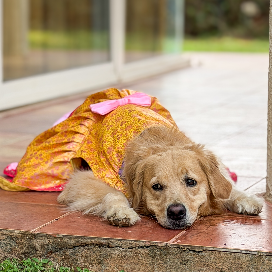 Golden Bloom Dog Princess Dress