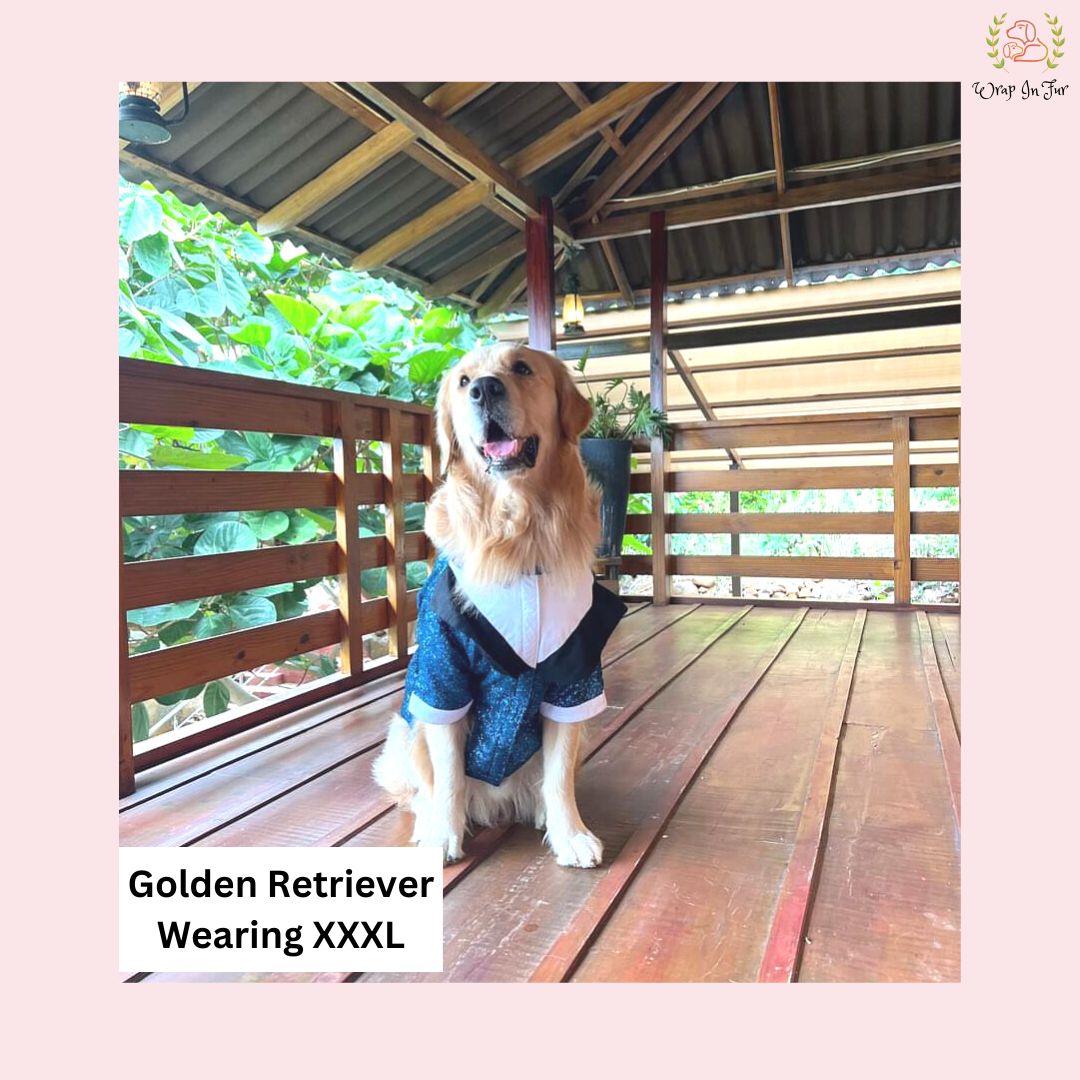 golden retriever  tuxedo for dogs