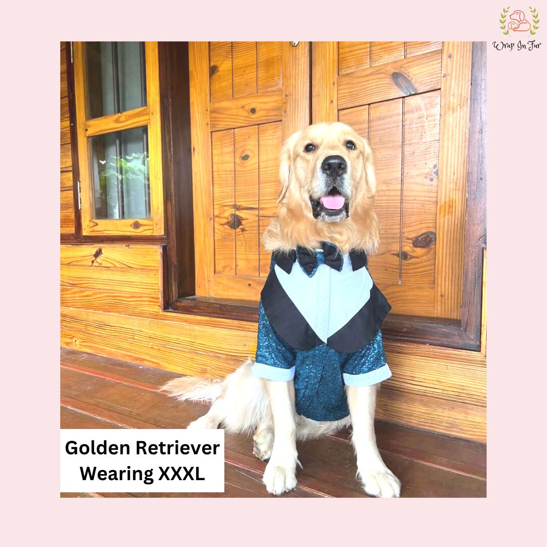 Order Golden retriever blue dog tuxedo for birthday