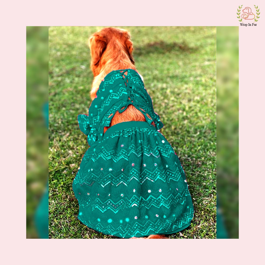 Golden retriever dog lehenga