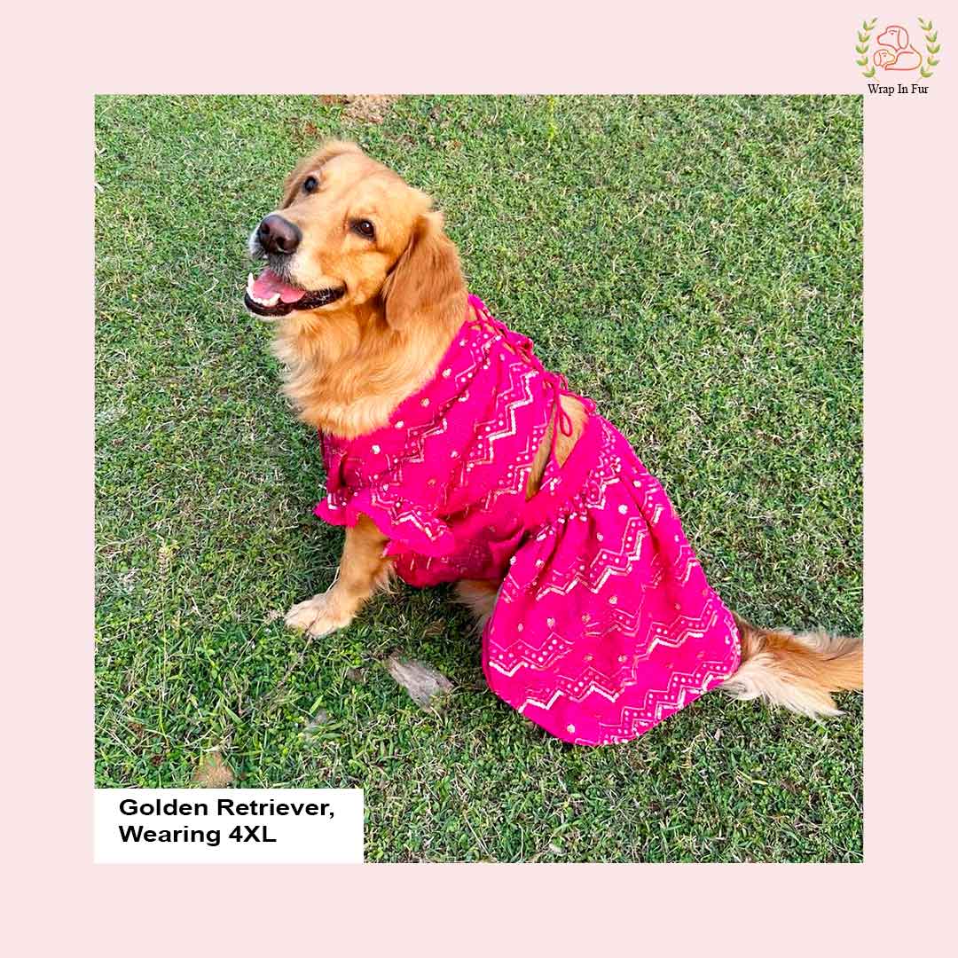 golden retriever pink big dog lehenga