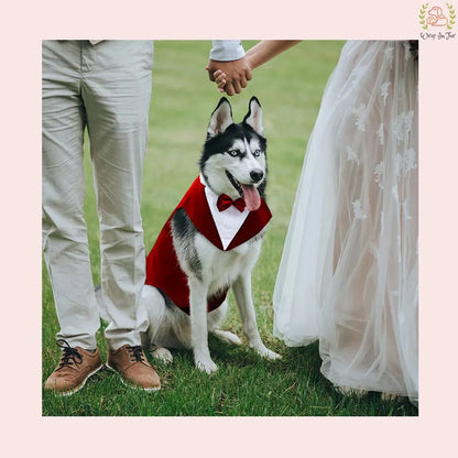 golden retriever red cape dog tuxedo suit for wedding