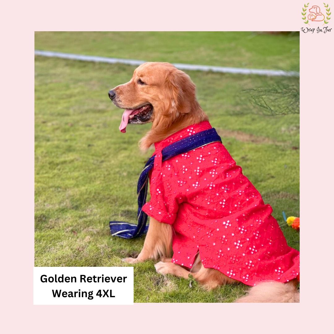 golden retriever red dog kuta for wedding