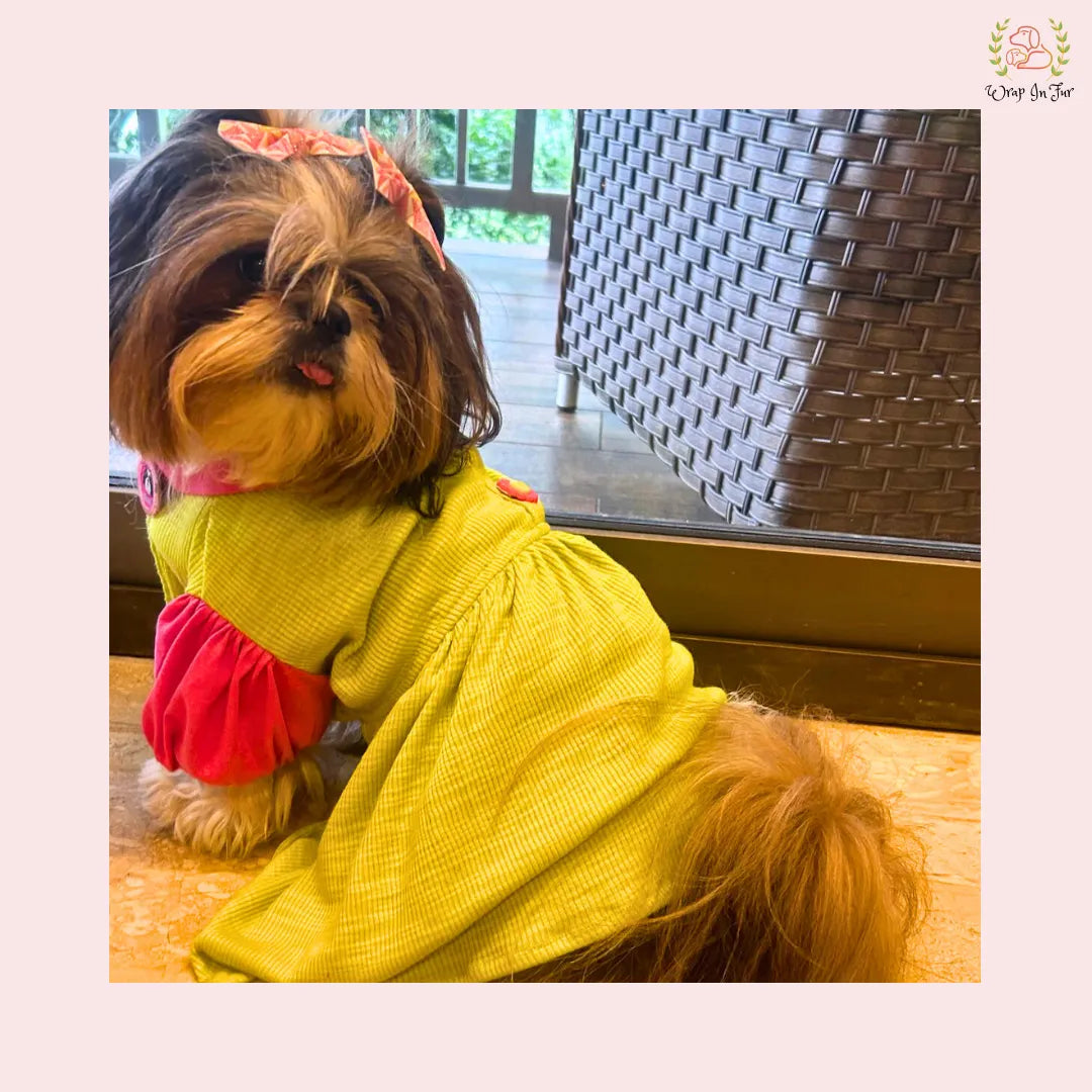 lemon dog frock for shihtzu