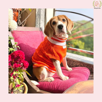 orange beagle dog sweater
