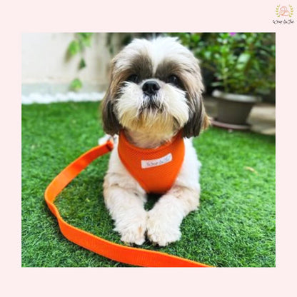 Shihtzu orange dog harness