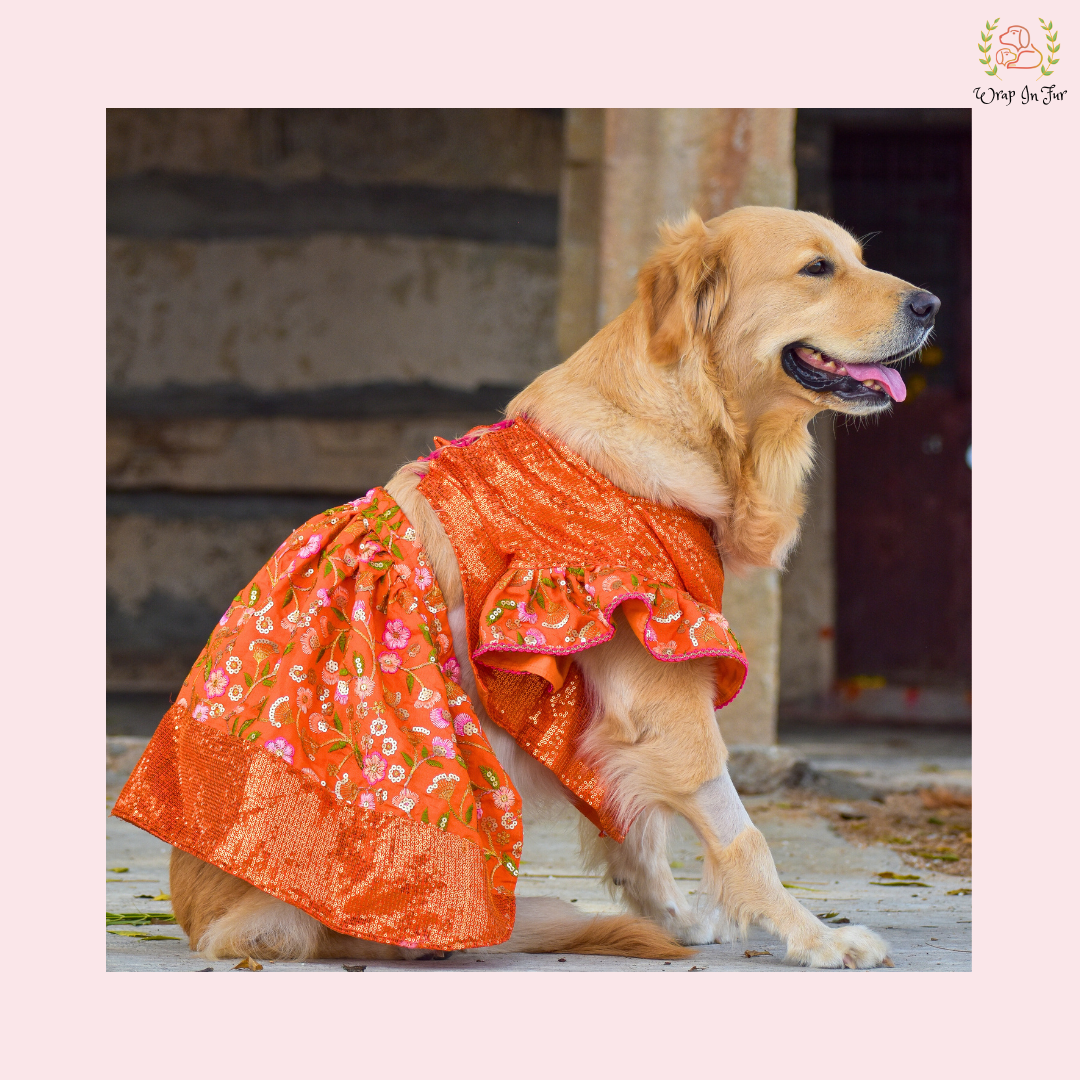 Orange Bling Lehenga Choli