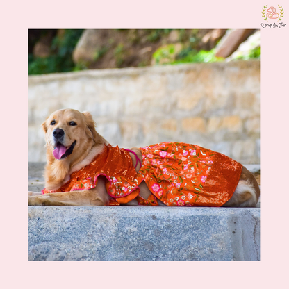 Orange Bling Lehenga Choli