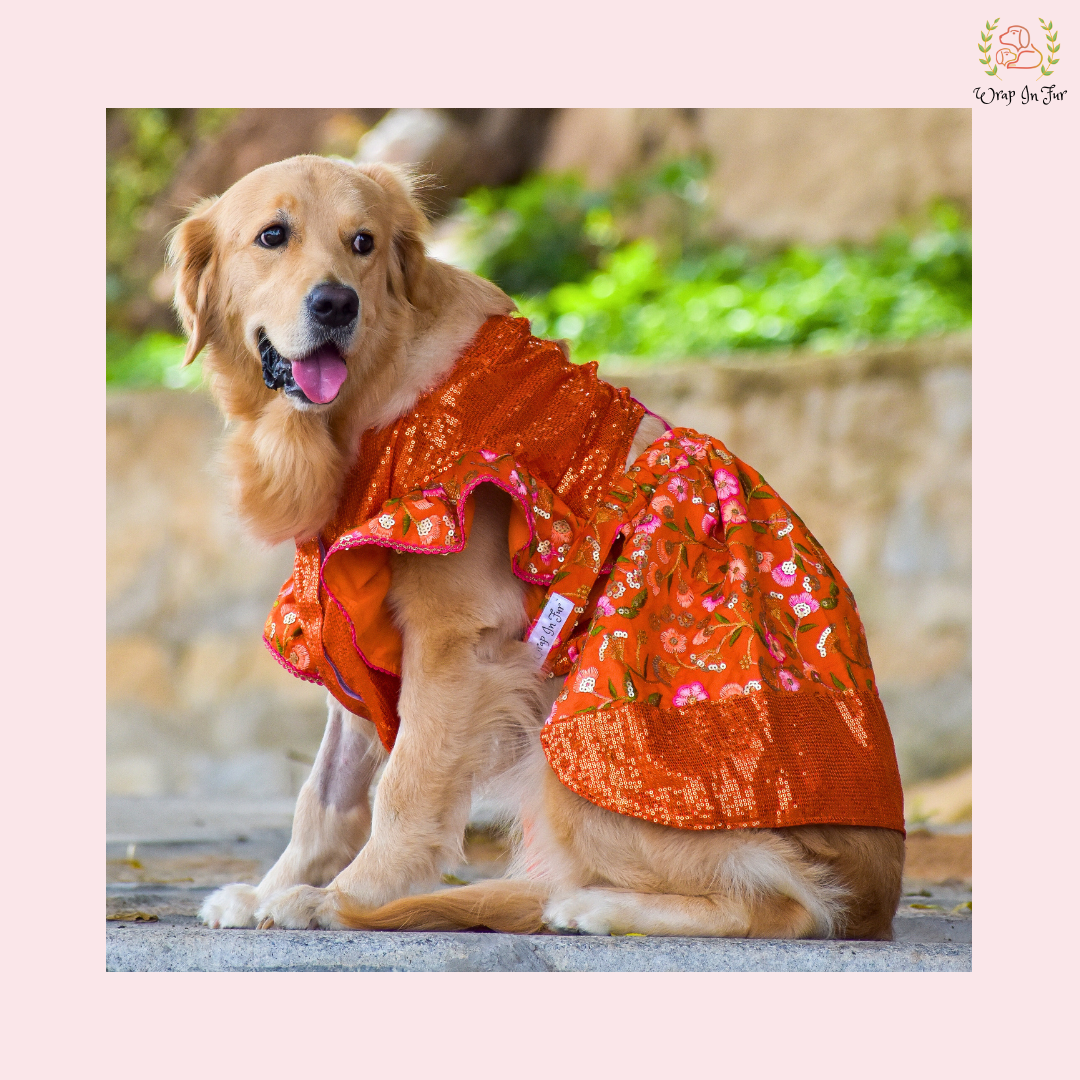 Orange Bling Lehenga Choli