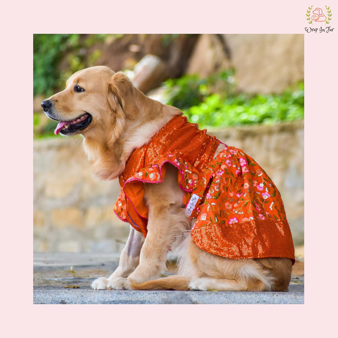 Orange Bling Lehenga Choli