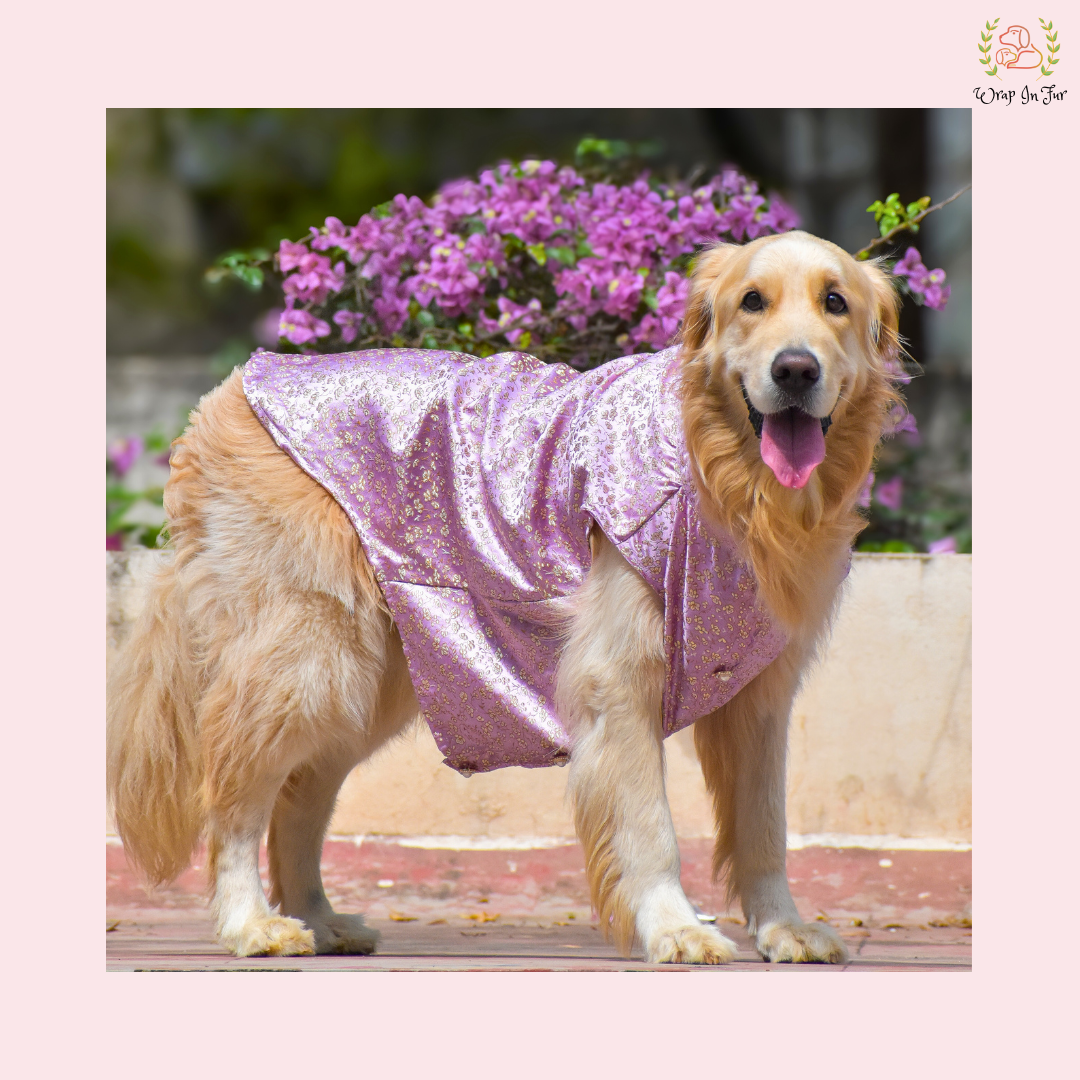 Pastel Purple Dog Sherwani