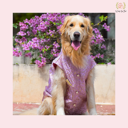 Pastel Purple Dog Sherwani