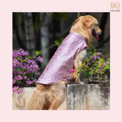 Pastel Purple Dog Sherwani