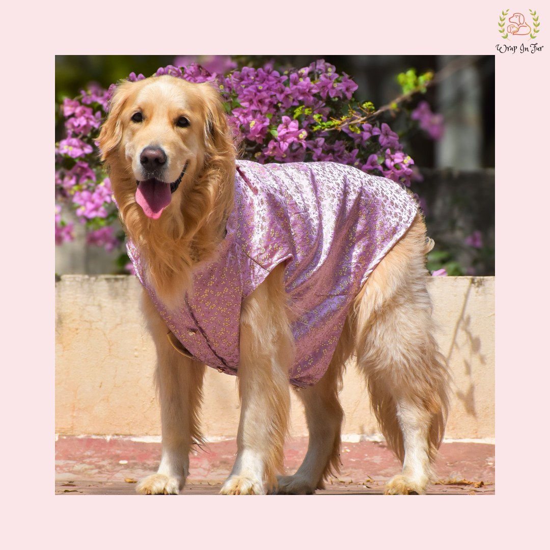 Pastel Purple Dog Sherwani